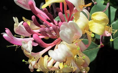 Lonicera periclymenum Rhubarb and Custard