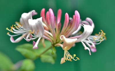Lonicera periclymenum Strawberries and Cream