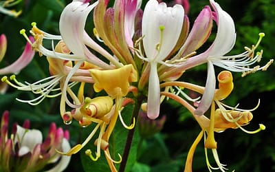 Lonicera periclymenum