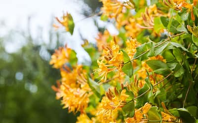 Lonicera x tellmanniana