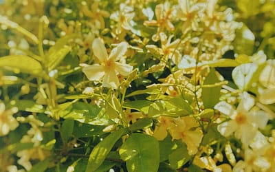 Trachelospermum Star of Toscana