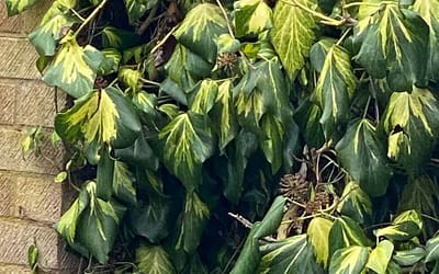 Hedera colchica Sulphur Heart