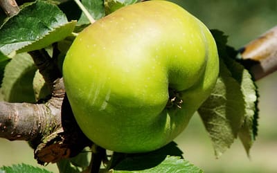 Apple Bramley’s Seedling