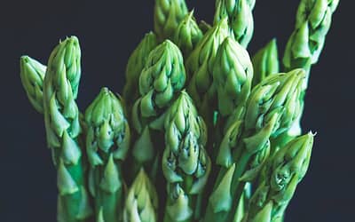 Asparagus Backlim