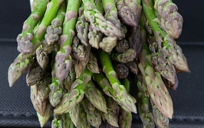 Asparagus Guelph Eclipse