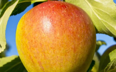 Apple Cox’s Orange Pippin