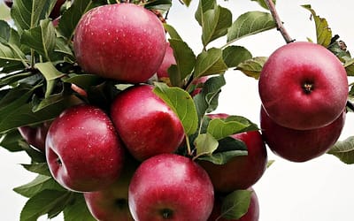 Apple Discovery