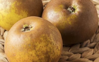 Apple Egremont Russet