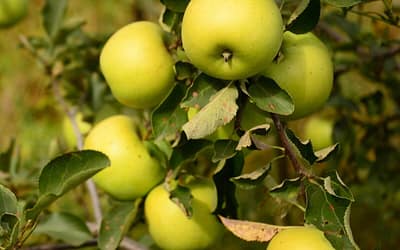 Apple Golden Delicious