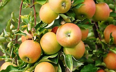 Apple Jonagold