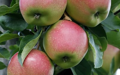 Apple Laxton’s Superb
