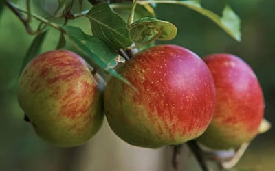 Apple Lord Lambourne