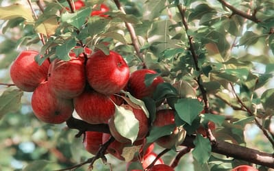 Apple Queen Cox