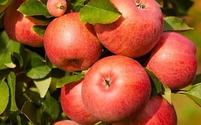 Apple Worcester Pearmain