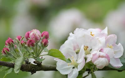 Apple Tree Pollination Groups