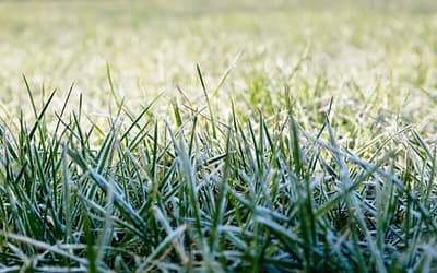 Last Frost Estimator