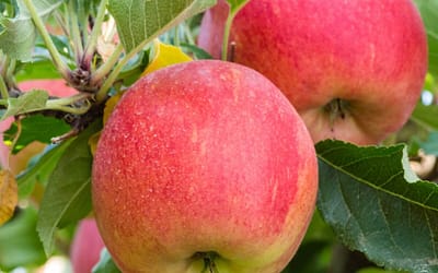 Apple Gala