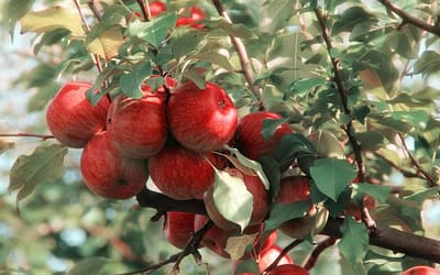 Apple Fiesta