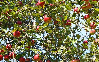 Apple Howgate Wonder