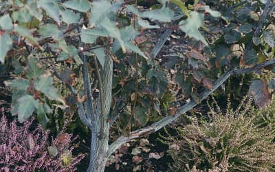 Acer capillipes