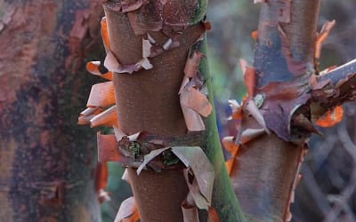 Acer griseum