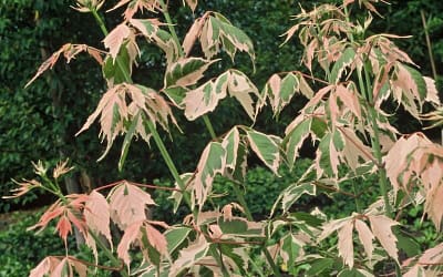 Acer negundo Flamingo