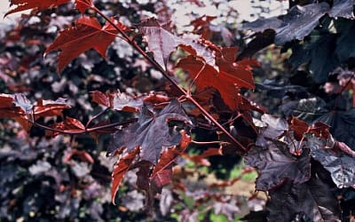 Acer platanoides Crimson King