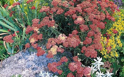 Achillea Paprika