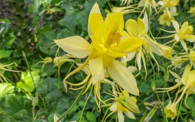 Aquilegia Yellow Queen