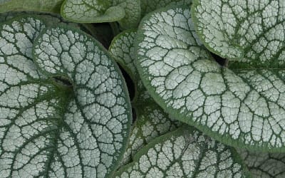 Brunnera Sea Heart