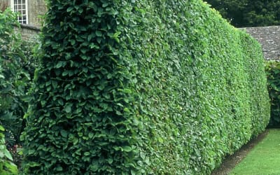 Carpinus betulus