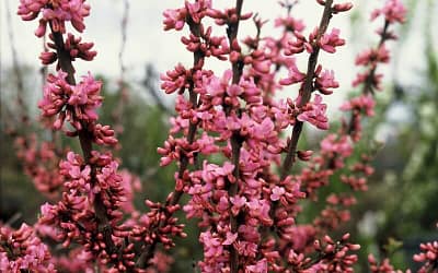 Cercis chinensis Avondale