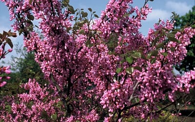 Cercis siliquastrum