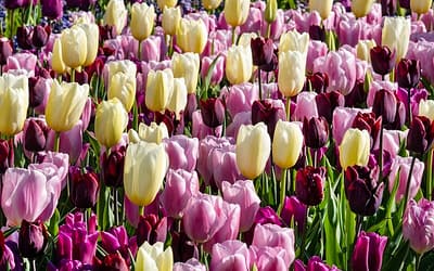 Spring Flowering Bulbs