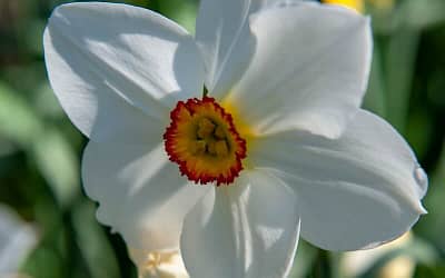 Narcissus Pheasant’s Eye