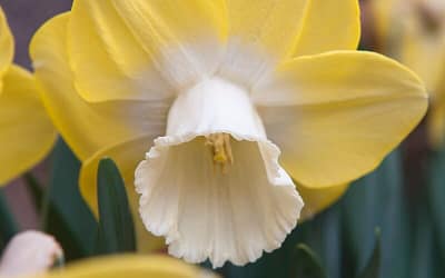 Narcissus Pipit