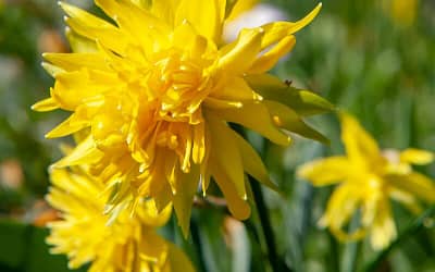 Narcissus Rip van Winkle