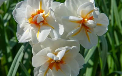 Narcissus Sir Winston Churchill