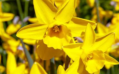 Narcissus Sweetness