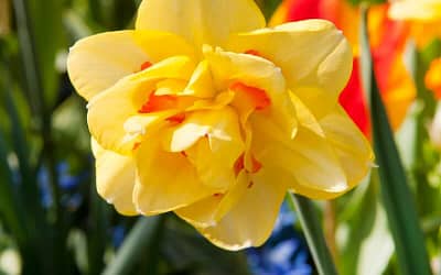Narcissus Tahiti