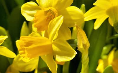 Narcissus Tete a Tete
