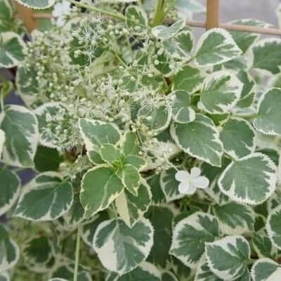 Hydrangea petiolaris 'Silver Lining' Cropped Hydrangea petiolaris 'Silver Lining'