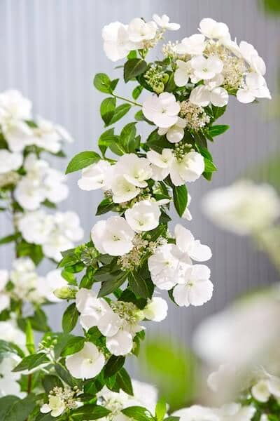 Hydrangea Runaway Bride Flowers Close Up Hydrangea Runaway Bride Flowers Close Up