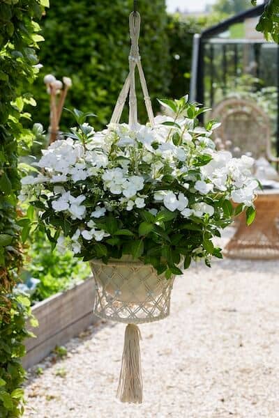 Hydrangea Runaway Bride in a Hanging Basket Hydrangea Runaway Bride in a Hanging Basket