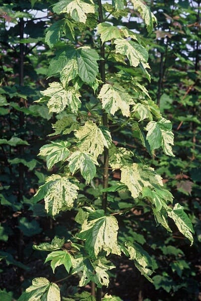 Acer pseudoplatanus Leopoldii Showing Variegated Foliage Acer pseudoplatanus Leopoldii Showing Variegated Foliage