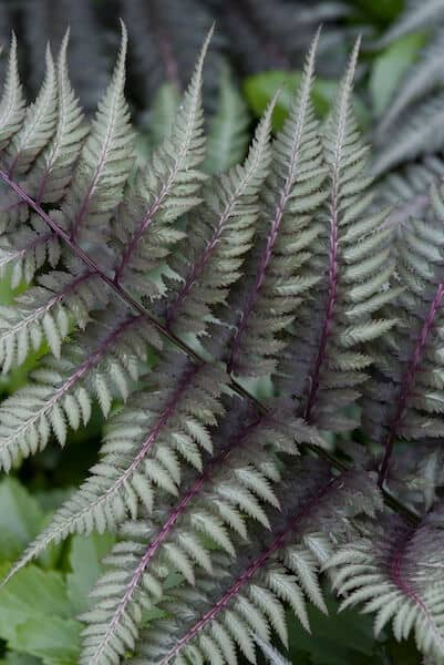 Athyrium niponicum var. pictum Decorative Foliage Close Up