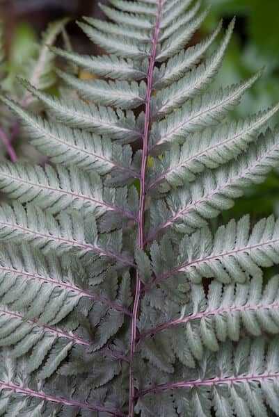 Athyrium niponicum var. pictum Decorative Foliage