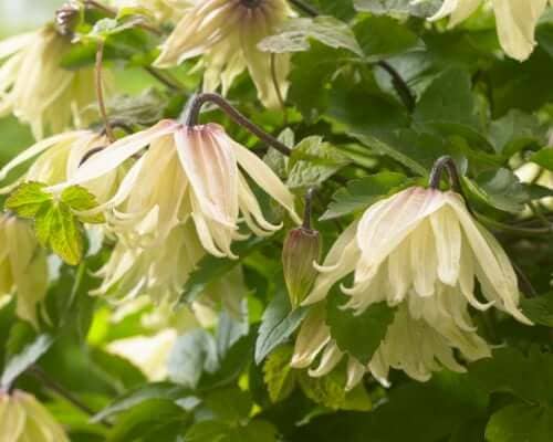 Clematis koreana Amber