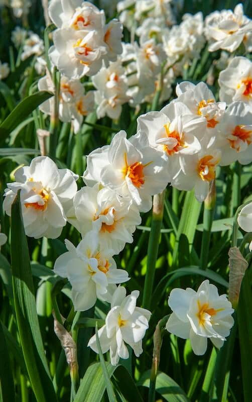 Narcissus Sir Winston Churchill Double Flowers Mass Planting Narcissus Sir Winston Churchill Double Flowers Mass Planting