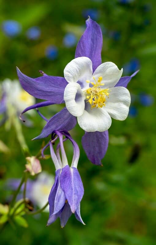 Aquilegia Blue Star Flower Close Up Aquilegia Blue Star Flower Close Up
